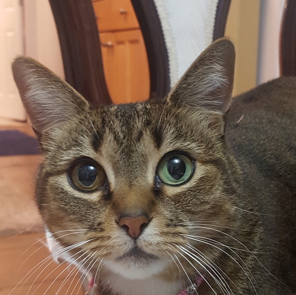 Meet your Posher, Leyla - Picture 6 of 6